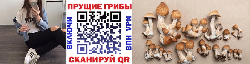 Псилоцибиновые грибы Cubensis  закладка  Няндома 